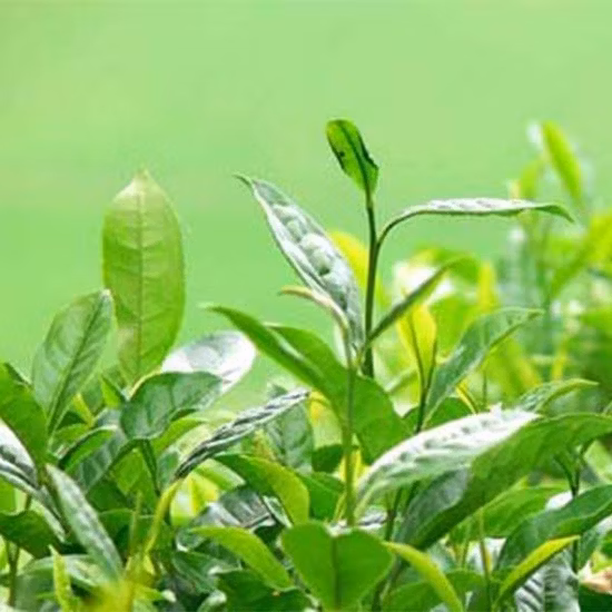 Green Tea Extract for Weight Loss Used in Healthy Food